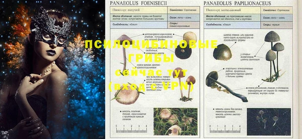 PSILOCYBIN Алексеевка