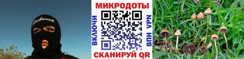 где продают   Грязовец  Галлюциногенные грибы Cubensis 